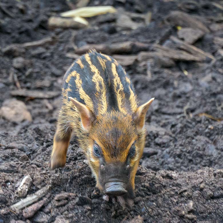 Pinselohrschwein-Jungtier am 5. September 2021 auf der Außenanlage im Grünen Zoo Wuppertal