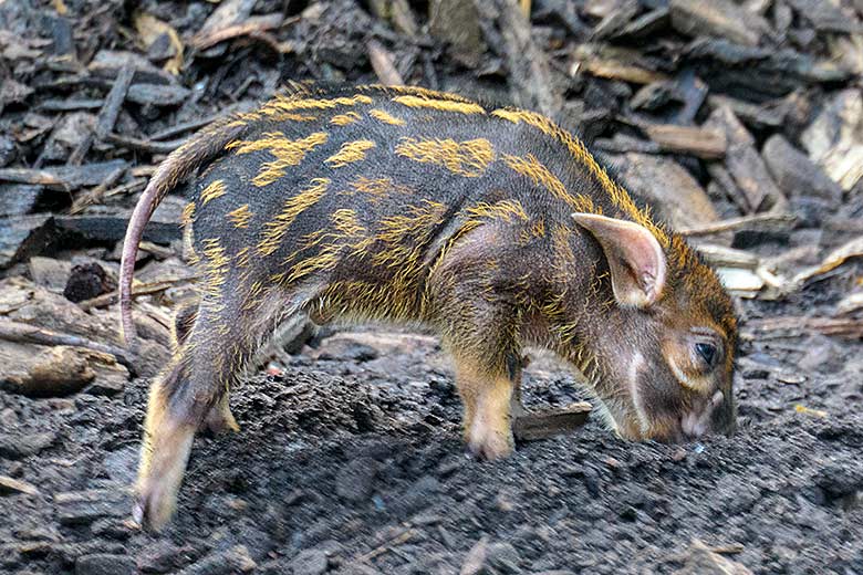 Pinselohrschwein-Jungtier am 5. September 2021 auf der Außenanlage im Zoologischen Garten der Stadt Wuppertal