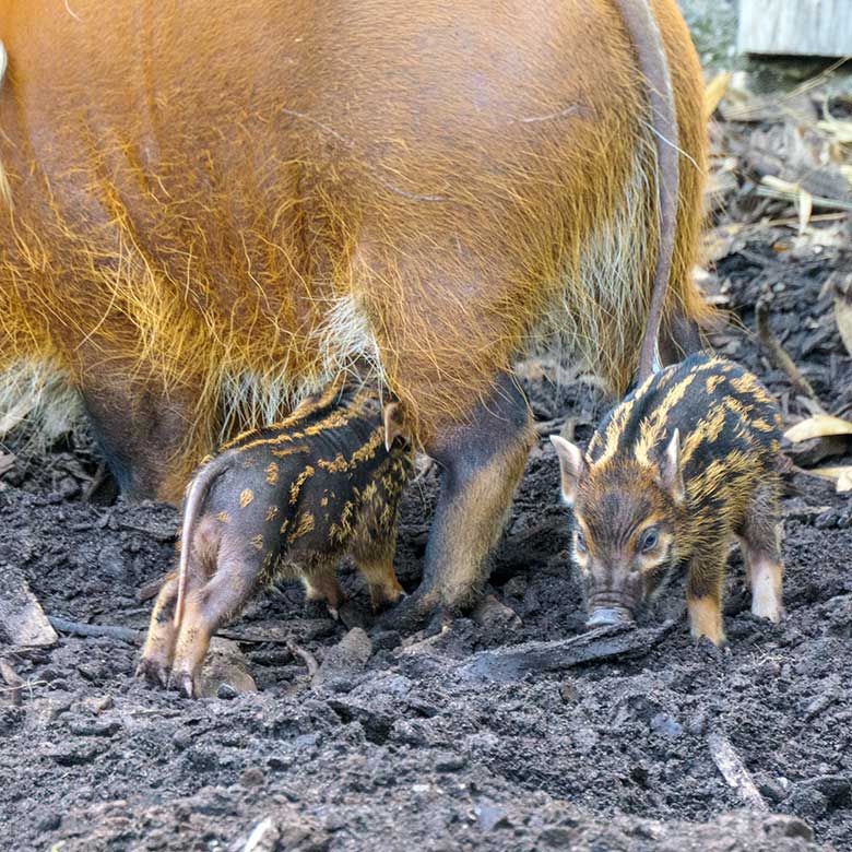 Pinselohrschwein-Jungtiere am 5. September 2021 auf der Außenanlage im Wuppertaler Zoo