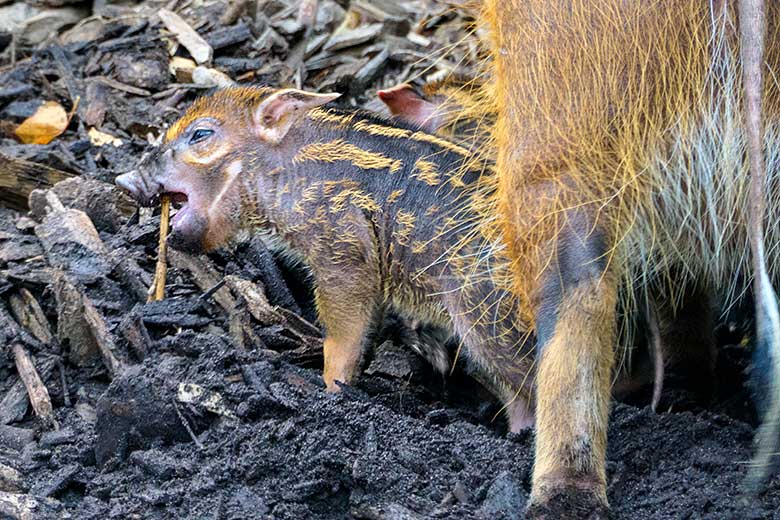 Pinselohrschwein-Ferkel am 5. September 2021 auf der Außenanlage im Grünen Zoo Wuppertal