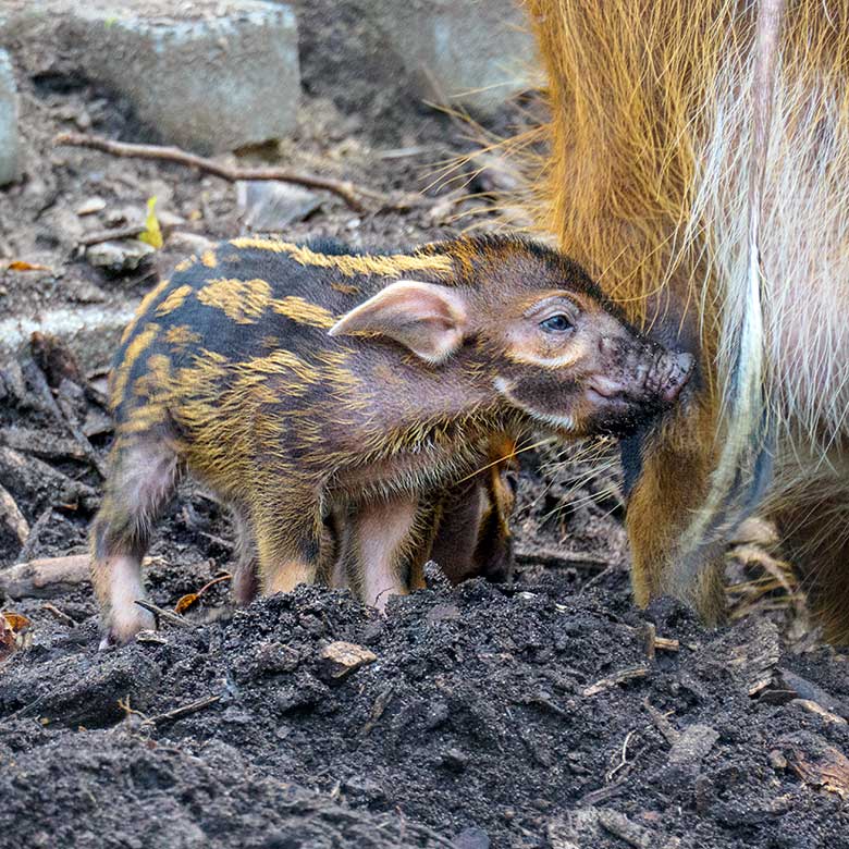 Pinselohrschwein-Jungtier am 5. September 2021 auf der Außenanlage im Zoologischen Garten Wuppertal