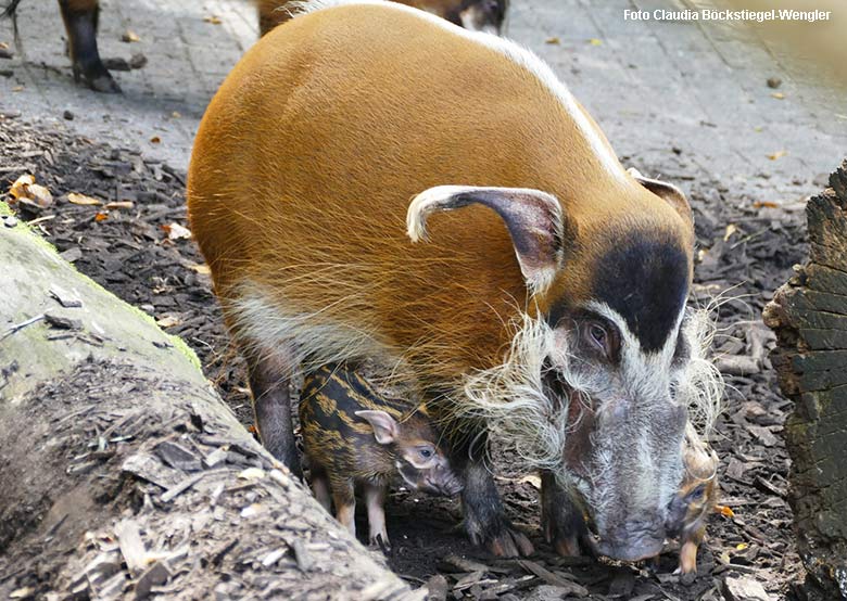 Pinselohrschweinchen am 6. September 2021 auf der Außenanlage im Zoologischen Garten Wuppertal (Foto Claudia Böckstiegel-Wengler)