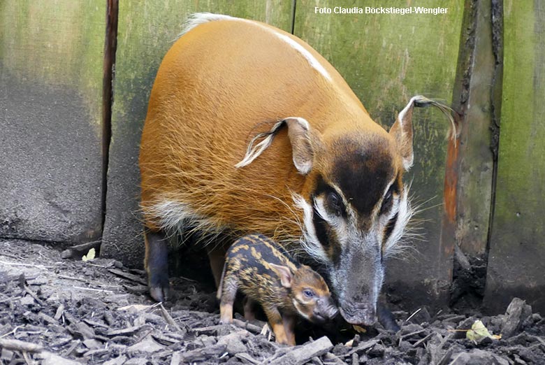 Pinselohrschweinchen am 6. September 2021 auf der Außenanlage im Zoologischen Garten der Stadt Wuppertal (Foto Claudia Böckstiegel-Wengler)