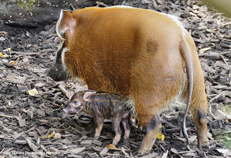 Pinselohrschweinchen am 6. September 2021 auf der Außenanlage im Wuppertaler Zoo (Foto Claudia Böckstiegel-Wengler)