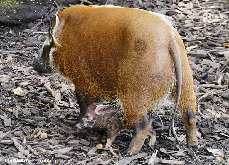 Pinselohrschweinchen am 6. September 2021 auf der Außenanlage im Zoo Wuppertal (Foto Claudia Böckstiegel-Wengler)