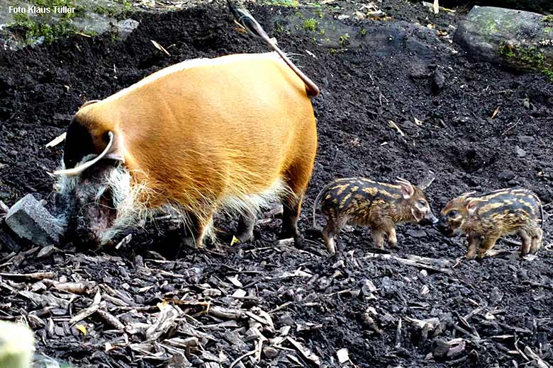 Pinselohrschwein mit Jungtieren am 16. September 2021 auf der Außenanlage im Grünen Zoo Wuppertal (Foto Klaus Tüller)