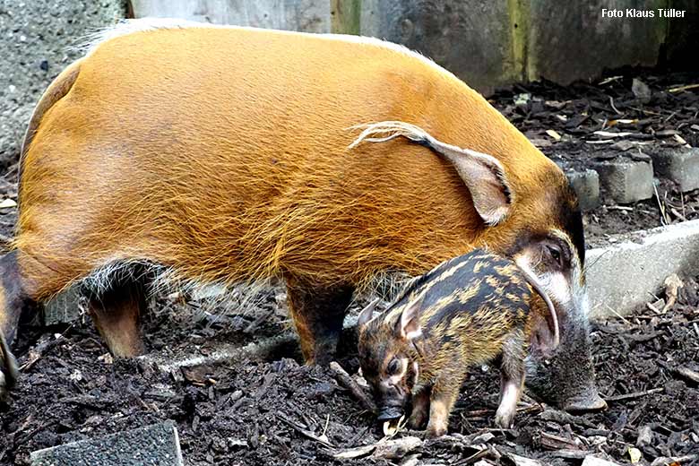 Pinselohrschwein mit Jungtier am 16. September 2021 auf der Außenanlage im Zoo Wuppertal (Foto Klaus Tüller)