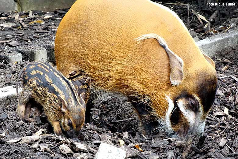 Pinselohrschwein mit Jungtieren am 16. September 2021 auf der Außenanlage im Wuppertaler Zoo (Foto Klaus Tüller)