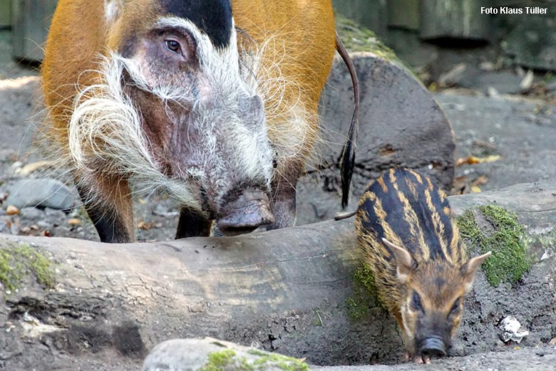 Pinselohrschwein mit Jungtier am 22. September 2021 auf der Außenanlage im Zoologischen Garten der Stadt Wuppertal (Foto Klaus Tüller)