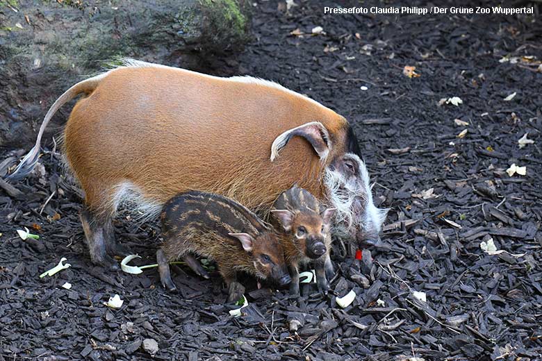 Pinselohrschwein mit zwei Jungtieren am 11. Oktober 2021 auf der Außenanlage im Zoo Wuppertal (Pressefoto Claudia Philipp - Der Grüne Zoo Wuppertal)