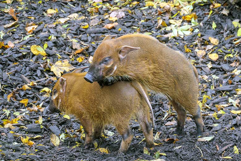 Zwei junge Pinselohrschweine am 8. November 2021 auf der Außenanlage im Zoologischen Garten Wuppertal
