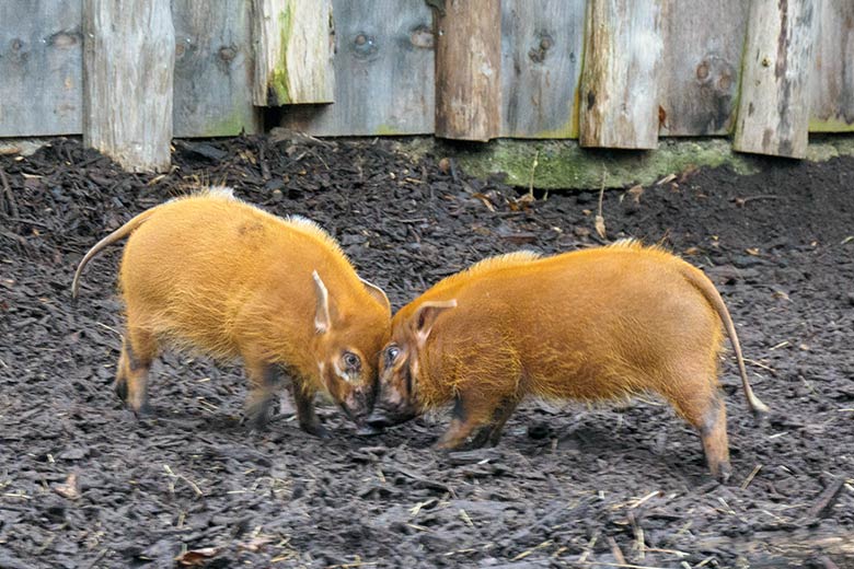 Zwei junge männliche Pinselohrschweine am 13. Dezember 2021 auf der Außenanlage im Zoologischen Garten Wuppertal