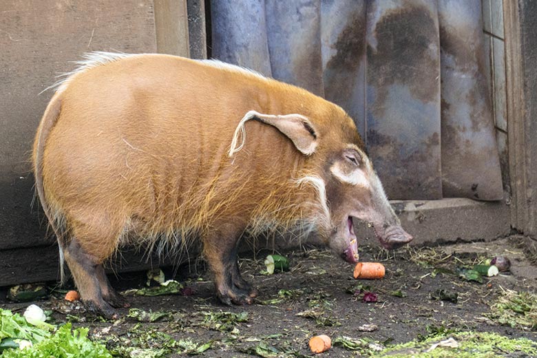 Weibliches Pinselohrschwein am 8. Januar 2022 auf der Außenanlage im Wuppertaler Zoo