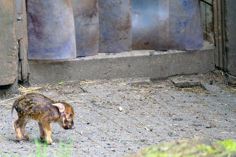 Pinselohrschwein-Jungtier am 7. Juni 2022 auf der oberen Außenanlage im Grünen Zoo Wuppertal