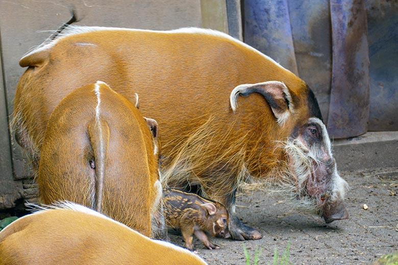 Pinselohrschwein mit Jungtier am 7. Juni 2022 auf der oberen Außenanlage im Wuppertaler Zoo