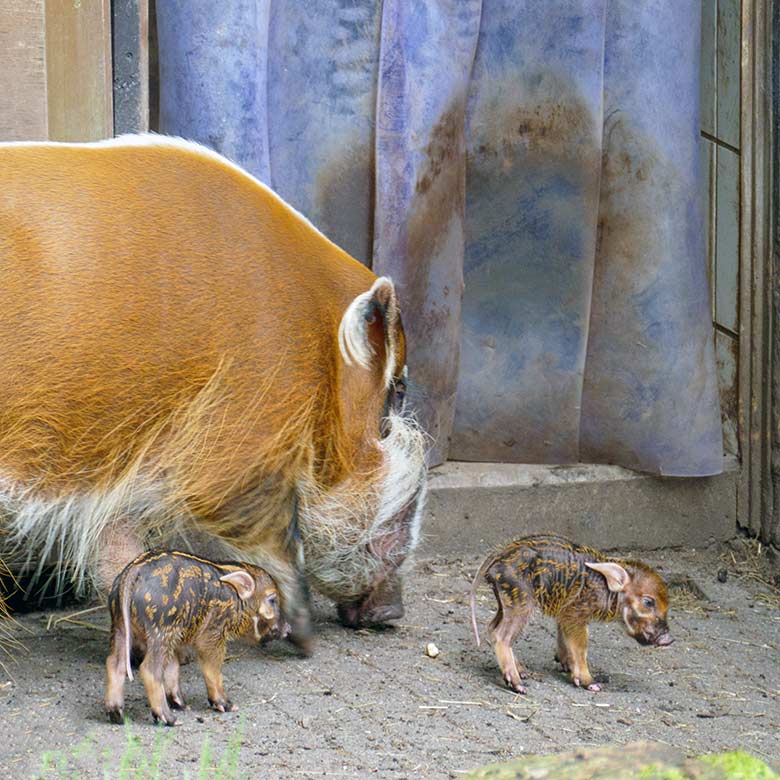Pinselohrschwein mit Jungtieren am 7. Juni 2022 auf der oberen Außenanlage im Zoo Wuppertal