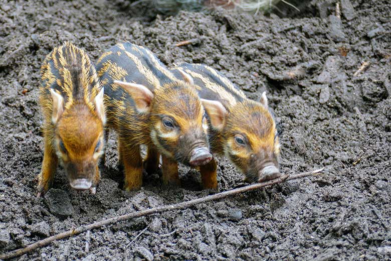 Drei der sechs Pinselohrschwein-Ferkel am 8. Juni 2022 im Zoologischen Garten Wuppertal