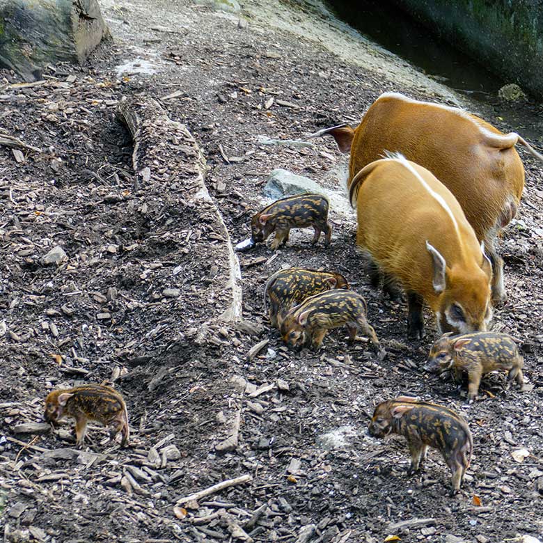 Pinselohrschweine mit den sechs Pinselohrschwein-Ferkeln am 10. Juni 2022 im Grünen Zoo Wuppertal
