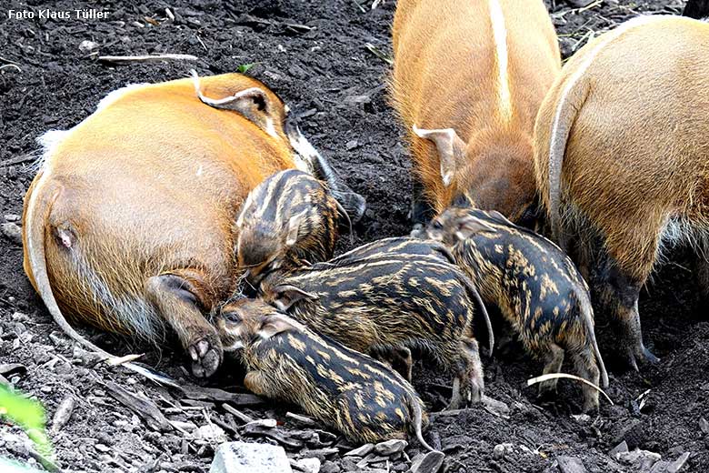 Pinselohrschweine mit Jungtieren am 26. Juni 2022 auf der unteren Außenanlage im Zoo Wuppertal (Foto Klaus Tüller)