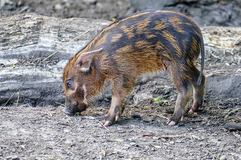 Pinselohrschwein-Jungtier am 2. Juli 2022 auf der unteren Außenanlage im Zoologischen Garten der Stadt Wuppertal