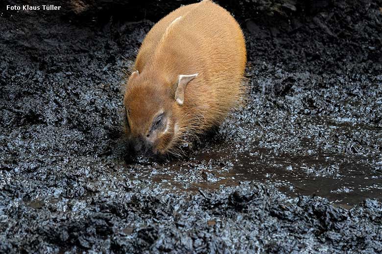 Pinselohrschwein am 3. Oktober 2022 auf der oberen Außenanlage im Grünen Zoo Wuppertal (Foto Klaus Tüller)