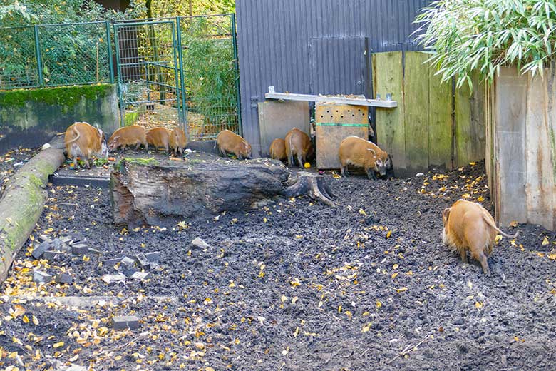 Neun Pinselohrschweine am 16. Oktober 2022 vor dem Stallgebäude auf der oberen Außenanlage im Grünen Zoo Wuppertal