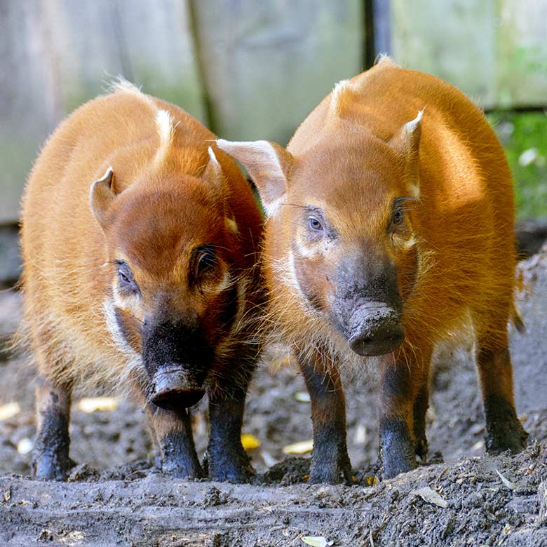 Zwei Pinselohrschwein-Jungtiere am 16. Oktober 2022 auf der unteren Außenanlage im Zoo Wuppertal