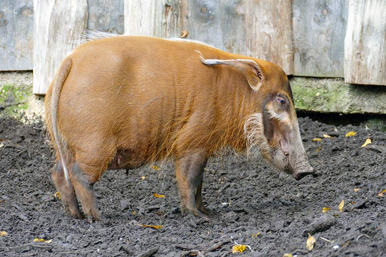 Pinselohrschwein-Zucht-Sau SISSI am 16. Oktober 2022 auf der unteren Außenanlage im Zoologischen Garten Wuppertal