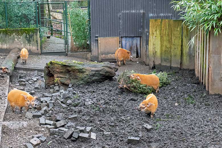 Pinselohrschweine am 18. Februar 2023 auf der oberen Außenanlage im Grünen Zoo Wuppertal