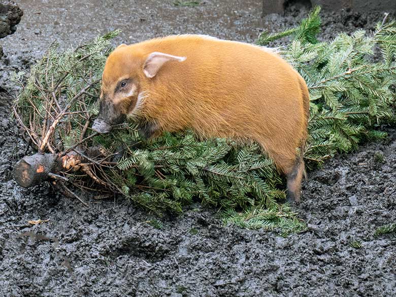 Pinselohrschwein an einem Nadelbaum am 18. Februar 2023 auf der oberen Außenanlage im Zoologischen Garten