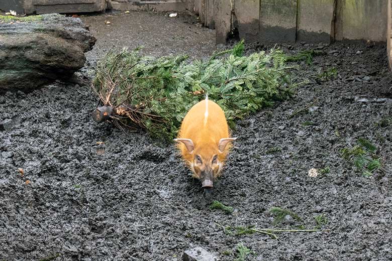 Pinselohrschwein vor einem Nadelbaum am 18. Februar 2023 auf der oberen Außenanlage im Wuppertaler Zoo