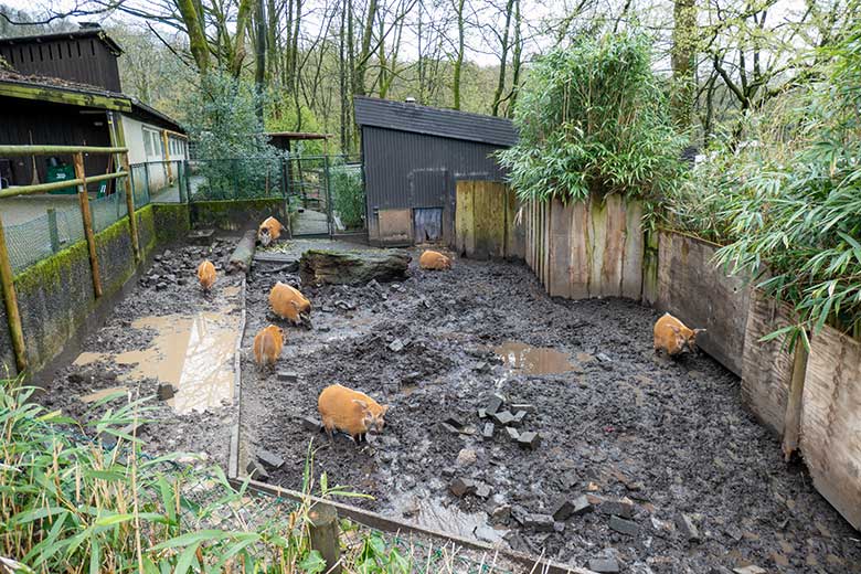 Sieben Pinselohrschweine am 31. März 2023 auf der oberen Außenanlage im Grünen Zoo Wuppertal