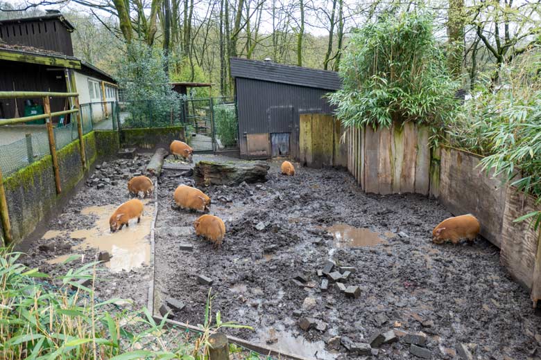 Sieben Pinselohrschweine am 31. März 2023 auf der oberen Außenanlage im Wuppertaler Zoo