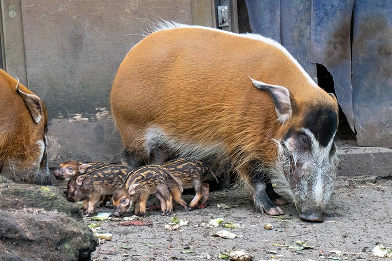 Pinselohrschwein-Zuchtpaar mit den vier am 28. April 2023 geborenen Pinselohrschwein-Ferkeln am 1. Mai 2023 auf der oberen Außenanlage im Zoologischen Garten Wuppertal