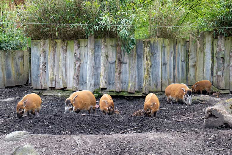 Pinselohrschwein-Rotte am 1. Mai 2023 auf der unteren Außenanlage im Wuppertaler Zoo