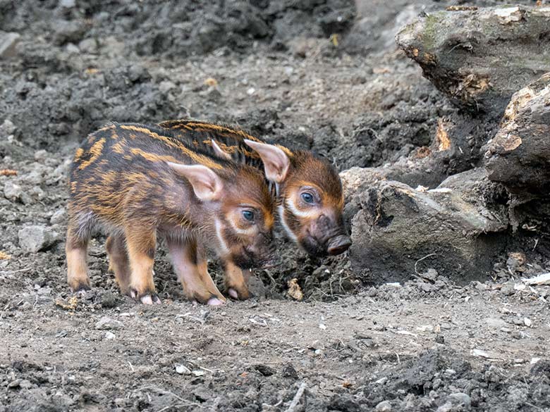 Zwei der vier am 28. April 2023 geborenen Pinselohrschwein-Ferkel am 1. Mai 2023 auf der unteren Außenanlage im Grünen Zoo Wuppertal