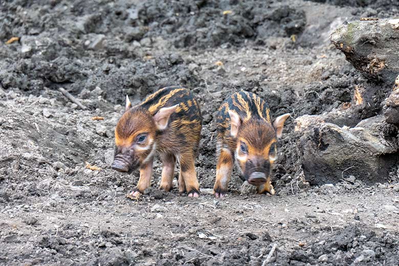 Zwei der vier am 28. April 2023 geborenen Pinselohrschwein-Ferkel am 1. Mai 2023 auf der unteren Außenanlage im Zoologischen Garten der Stadt Wuppertal