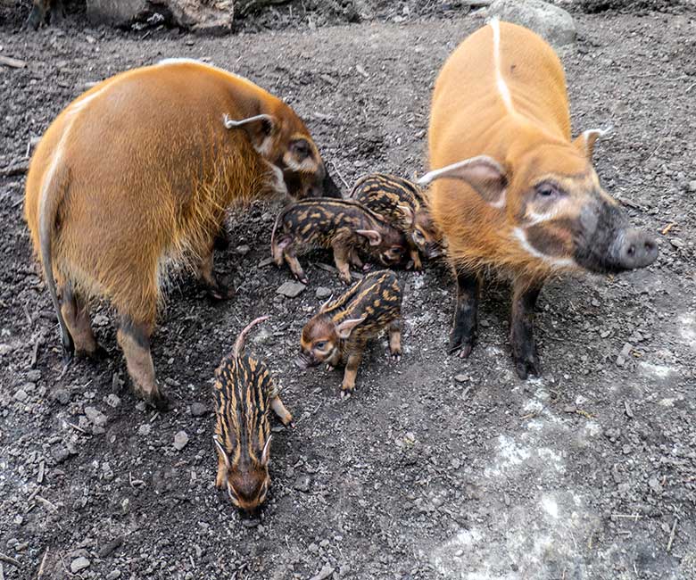 Die vier am 28. April 2023 geborenen Pinselohrschwein-Ferkel am 1. Mai 2023 auf der unteren Außenanlage im Zoo Wuppertal