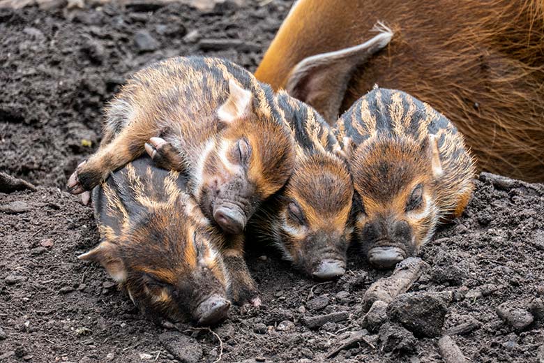 Vier Pinselohrschwein-Ferkel am 7. Mai 2023 auf der unteren Außenanlage im Zoologischen Garten Wuppertal