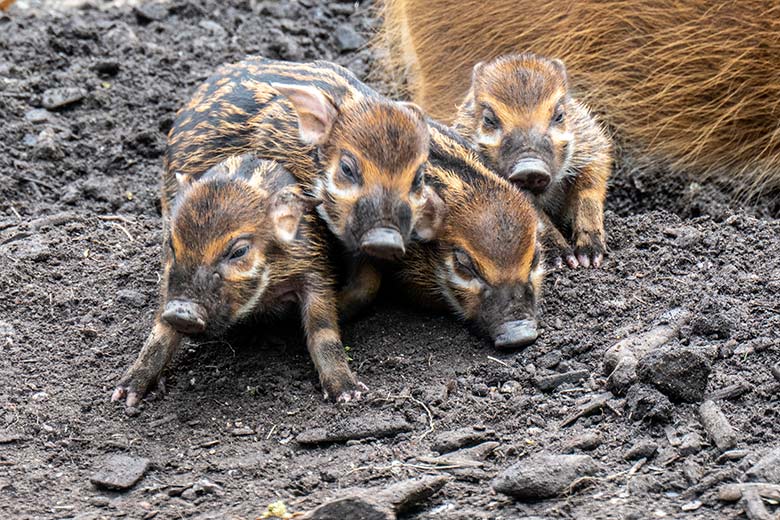 Vier Pinselohrschwein-Ferkel am 7. Mai 2023 auf der unteren Außenanlage im Wuppertaler Zoo