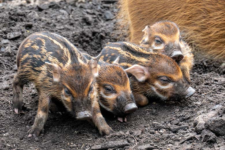 Vier Pinselohrschwein-Ferkel am 7. Mai 2023 auf der unteren Außenanlage im Grünen Zoo Wuppertal