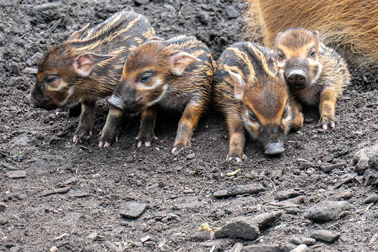 Vier Pinselohrschwein-Ferkel am 7. Mai 2023 auf der unteren Außenanlage im Zoologischen Garten der Stadt Wuppertal