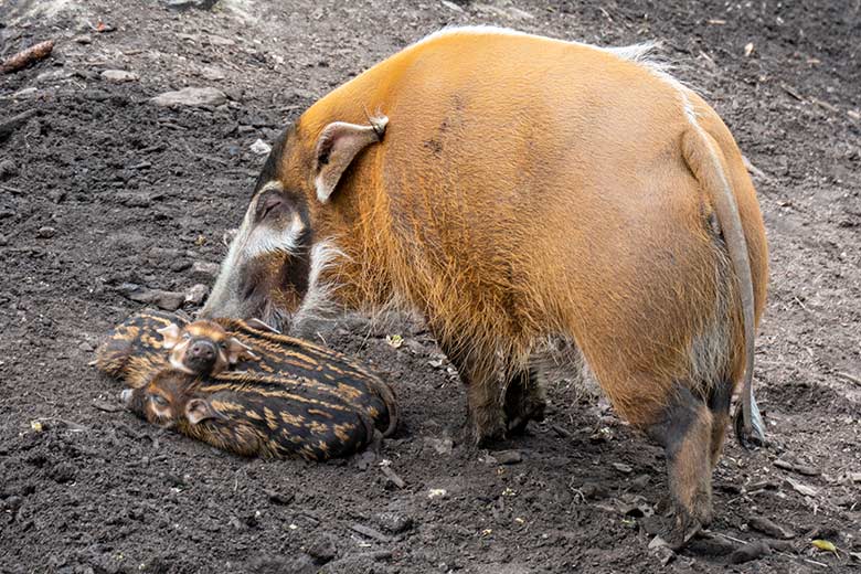 Pinselohrschwein mit vier Jungtieren am 7. Mai 2023 auf der unteren Außenanlage im Grünen Zoo Wuppertal