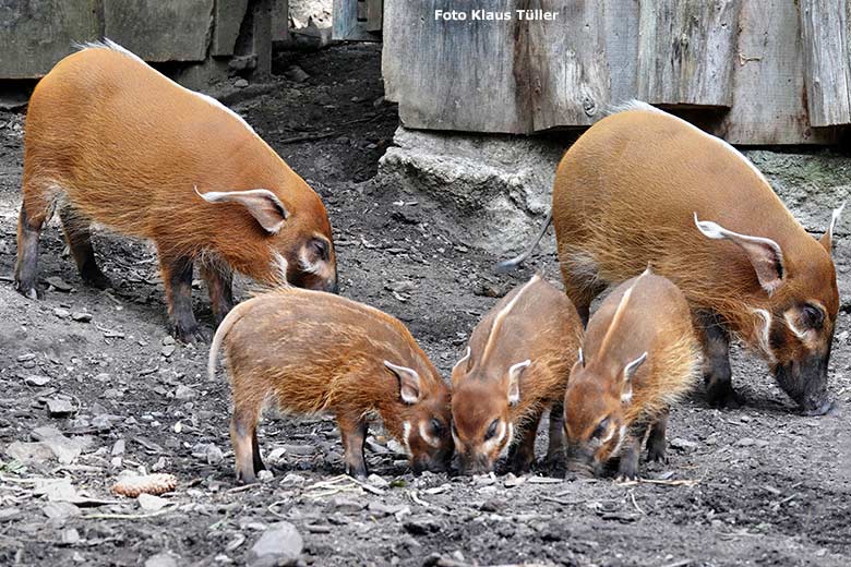Junge Pinselohrschweine am 16. Juli 2023 auf der unteren Außenanlage im Grünen Zoo Wuppertal (Foto Klaus Tüller)