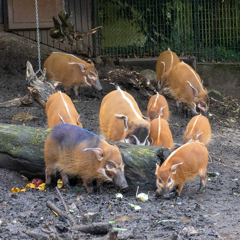 Blau markiertes weibliches junges Pinselohrschwein am 16. Oktober 2023 mit der Pinselohrschwein-Rotte auf der oberen Pinselohrschwein-Außenanlage im Grünen Zoo Wuppertal