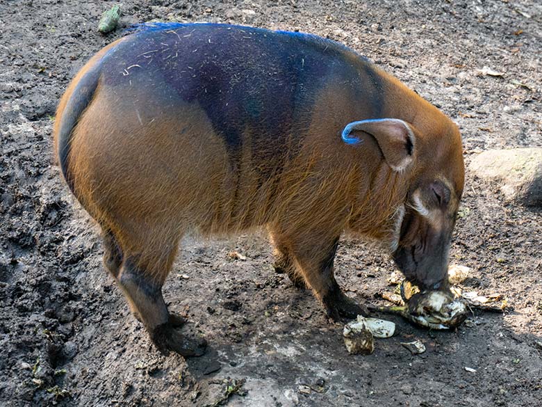 Blau markiertes weibliches junges Pinselohrschwein am 16. Oktober 2023 auf der unteren Pinselohrschwein-Außenanlage im Zoo Wuppertal