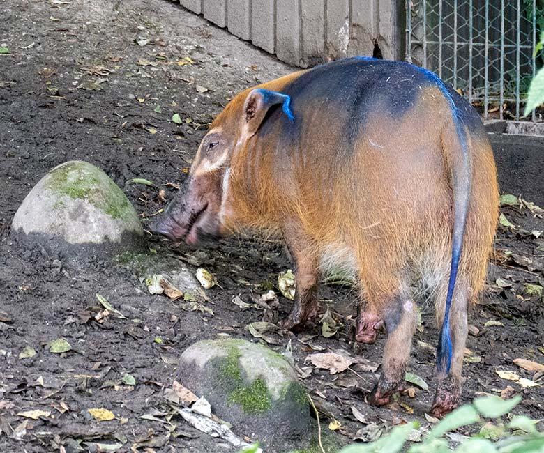 Blau markiertes weibliches junges Pinselohrschwein am 16. Oktober 2023 auf der unteren Pinselohrschwein-Außenanlage im Grünen Zoo Wuppertal
