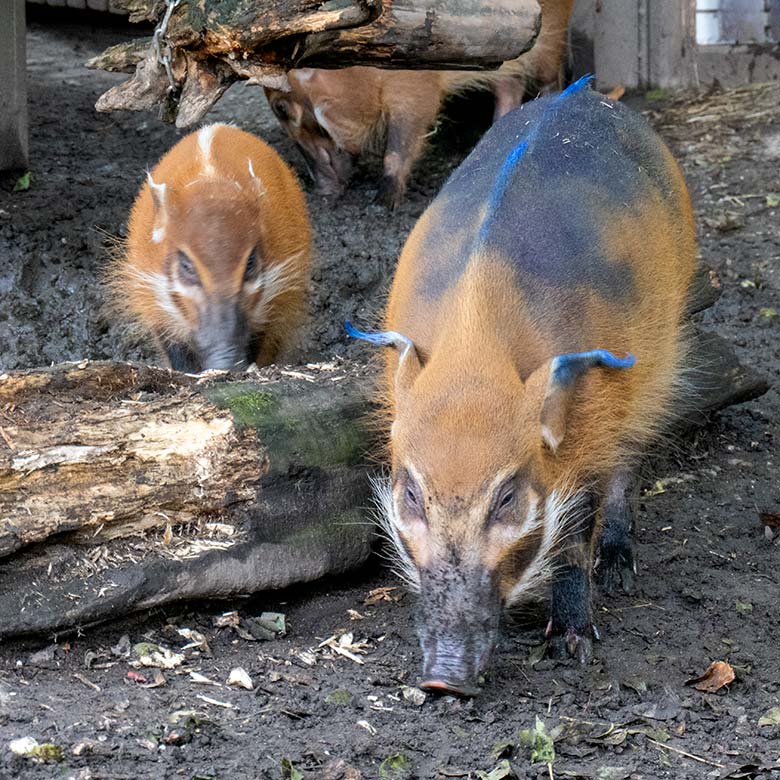Blau markiertes weibliches junges Pinselohrschwein am 16. Oktober 2023 auf der unteren Pinselohrschwein-Außenanlage im Wuppertaler Zoo neben einem Pinselohrschwein-Jungtier aus dem Jahr 2023