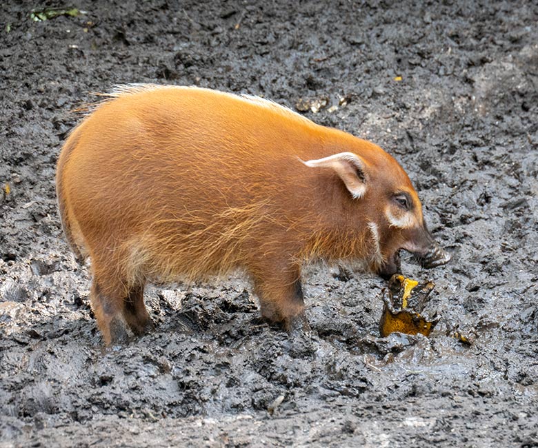 Pinselohrschwein-Jungtier aus dem Jahr 2023 am 16. Oktober 2023 auf der unteren Pinselohrschwein-Außenanlage im Zoologischen Garten Wuppertal