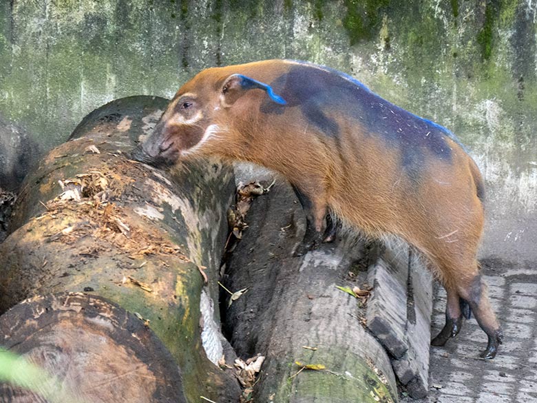 Blau markiertes weibliches junges Pinselohrschwein am 16. Oktober 2023 auf der oberen Pinselohrschwein-Außenanlage im Zoologischen Garten der Stadt Wuppertal